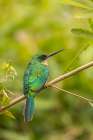 Brazil-Pantanal Rufous-tailed jacamar bird on limb Art Print